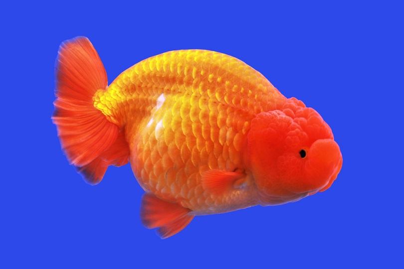 Lionhead goldfish