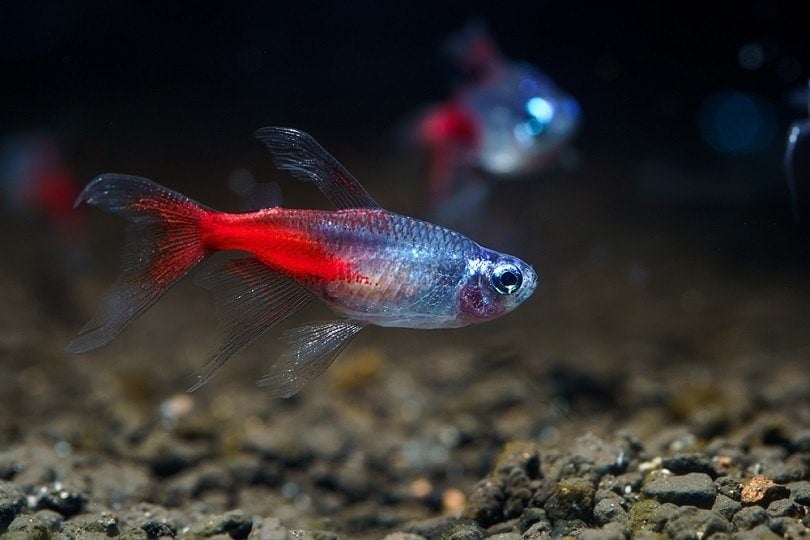 Long-fin-Diamond-head-Neon-Tetra_chonlasub-woravichan_shutterstock