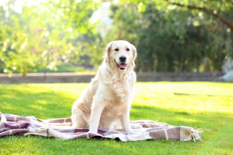 Long haired Labrador sitting in the park