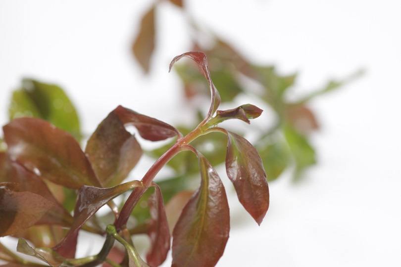 Ludwigia repens_ijp2726_shutterstock2