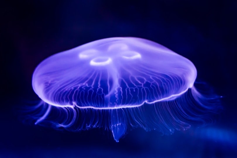 Moon Jellyfish Pet