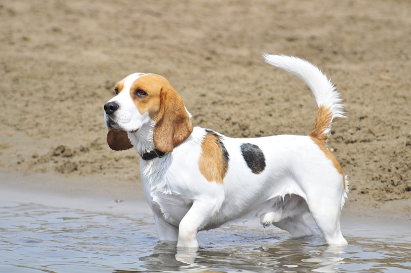 Male beagle wading in the water