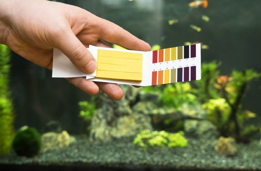 Male hand holding PH tests in front of freshwater aquarium