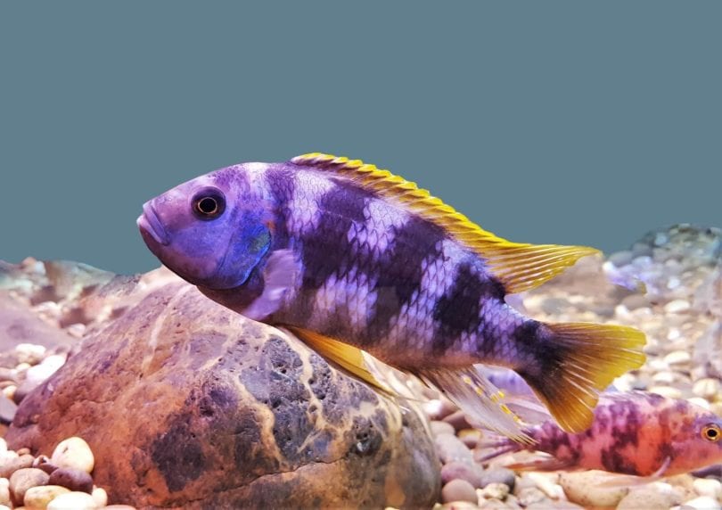 Mbuna cichlid y