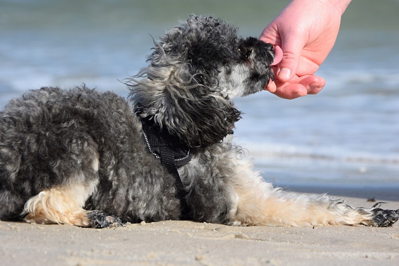 Merle poodle licking a woman's hand
