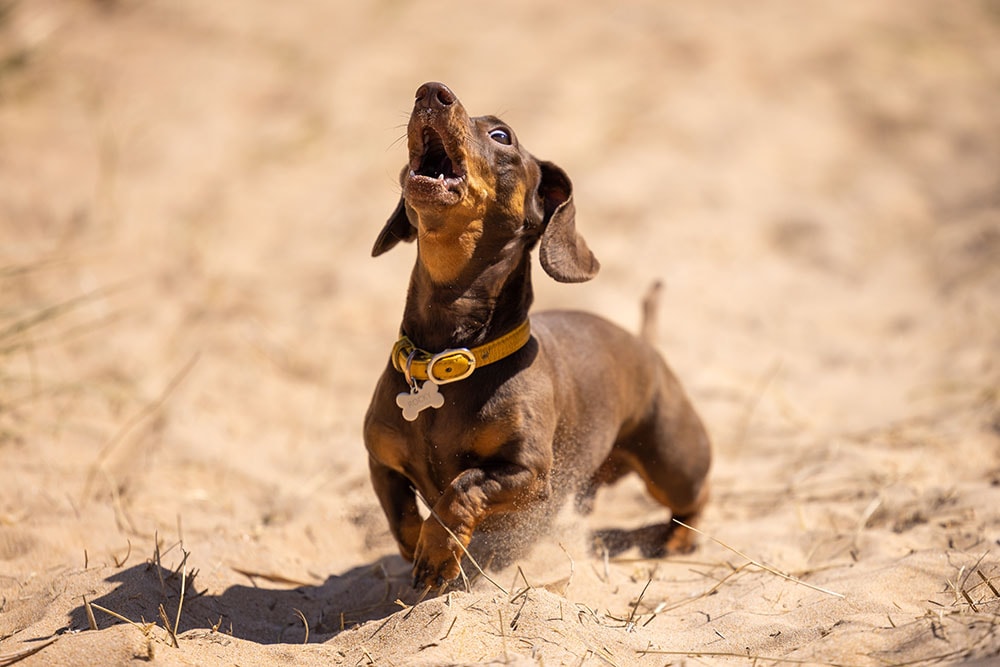 are mini dachshunds usually noisy