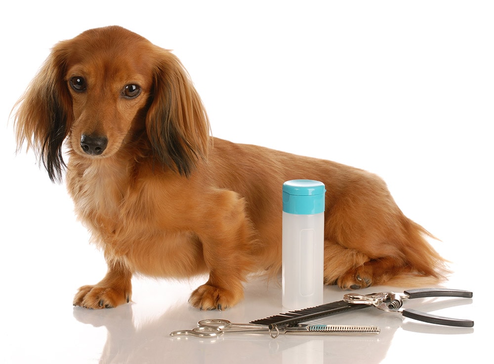 7 Longhaired Dachshund Grooming Tips That Work | Hepper