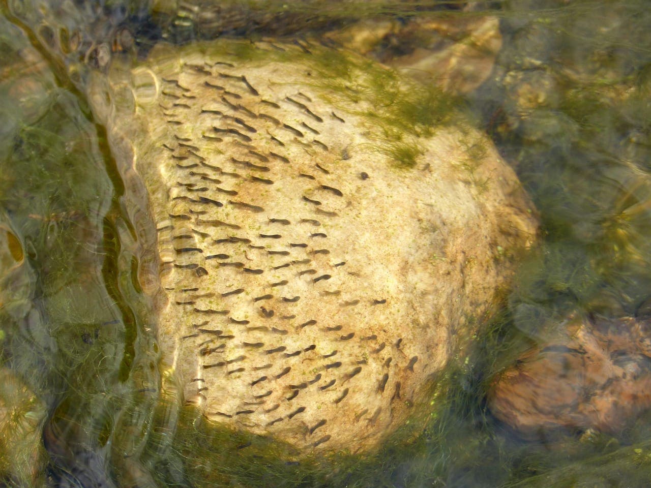Mosquito Larvae on a rock