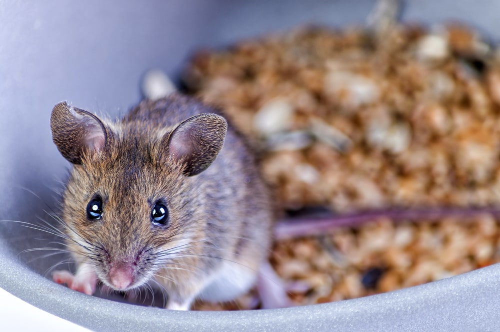 Mouse inside a bowl of food