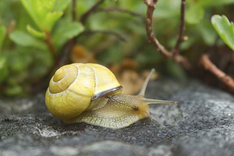 Mystery snail