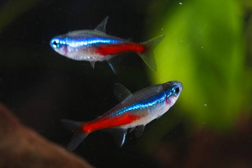 25 Great Nano Fish for Small Fish Tanks (with Pictures)