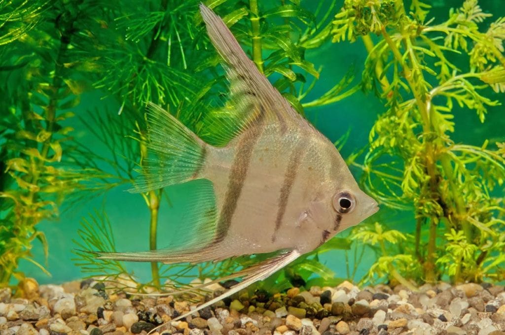 14 Best Tank Mates for Angelfish (With Pictures) Hepper