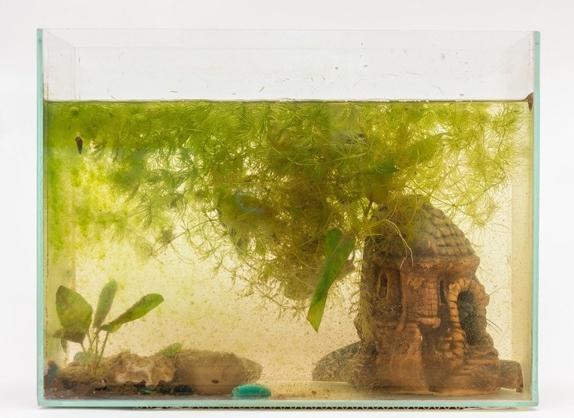 Algae in on sale betta tank