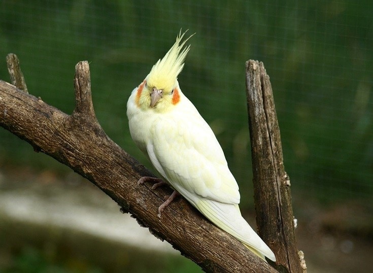 Parakeet Cockatiel