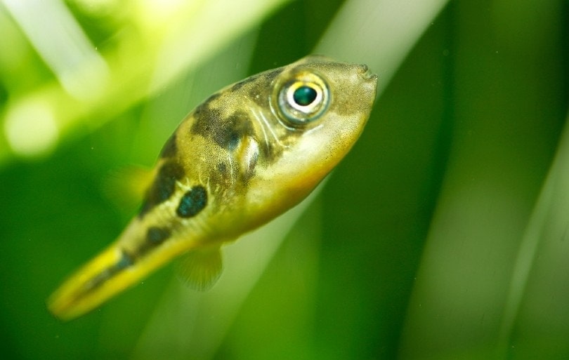 Pea Puffer