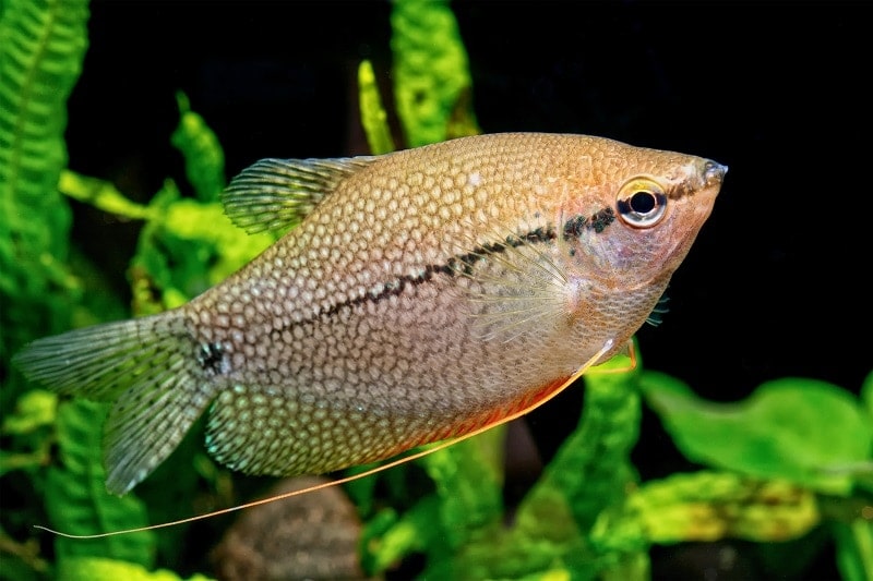 Pearl gourami