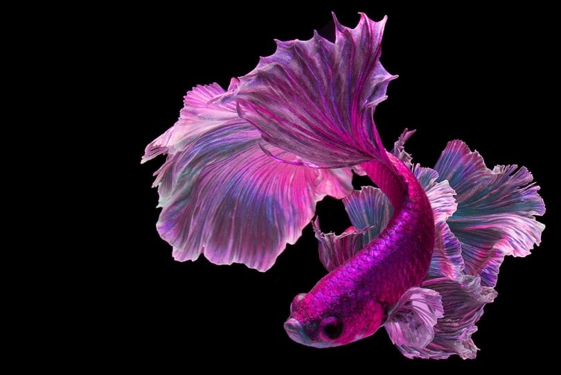 Pink betta fish
