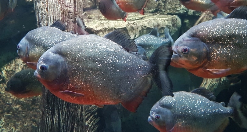 Piranha fishes in aquarium