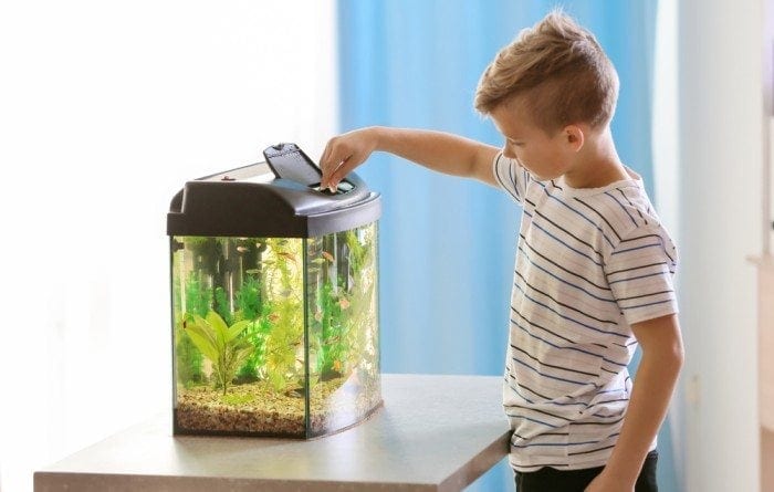 feeding fish