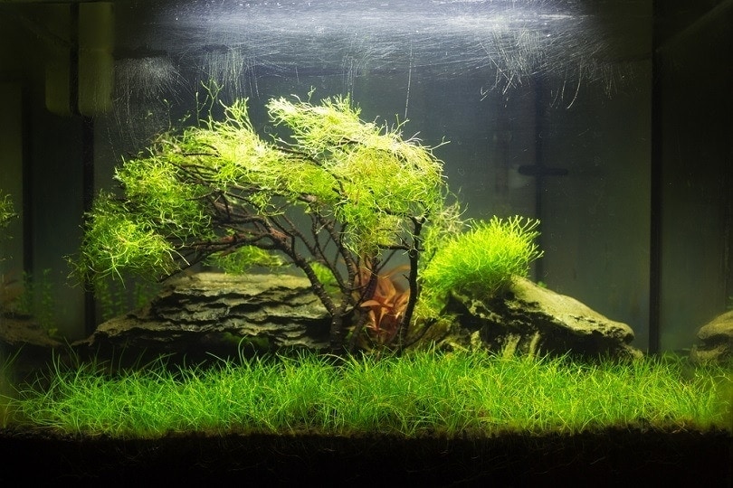 Planted nano aquarium with a moss tree_Dario995_shutterstock