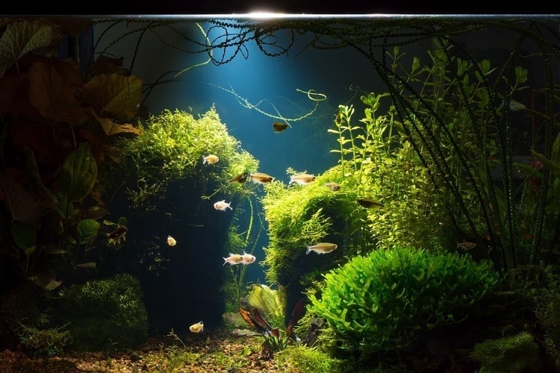Bể cá nước ngọt nhiệt đới trồng trong ánh sáng yếu_nektofadeev_shutterstock
