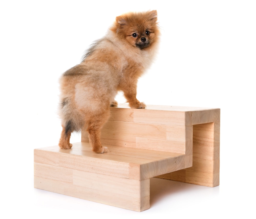 Pomeranian above a dog stair in a white background