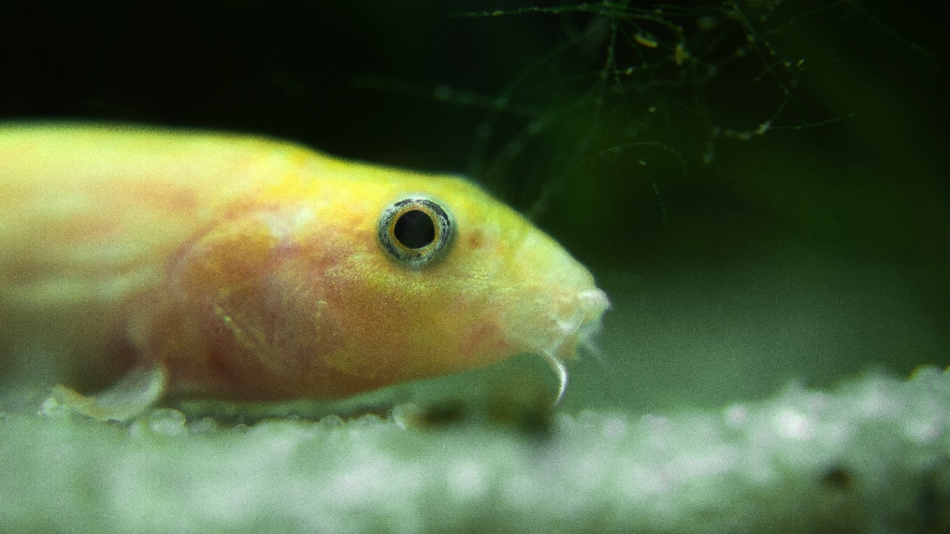 Pond Loach, fish, Misgurnus anguillicaudatus