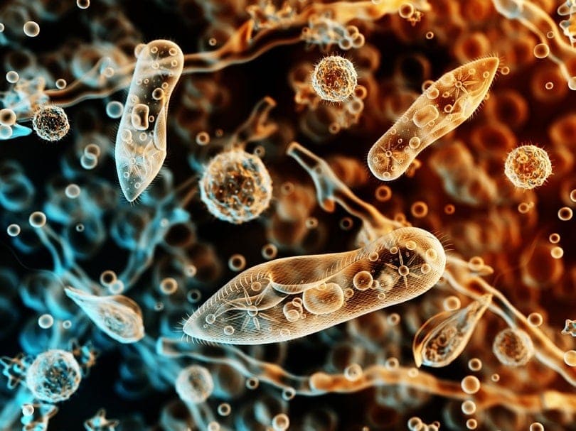 Protozoa-infusoria_3d_man_shutterstock