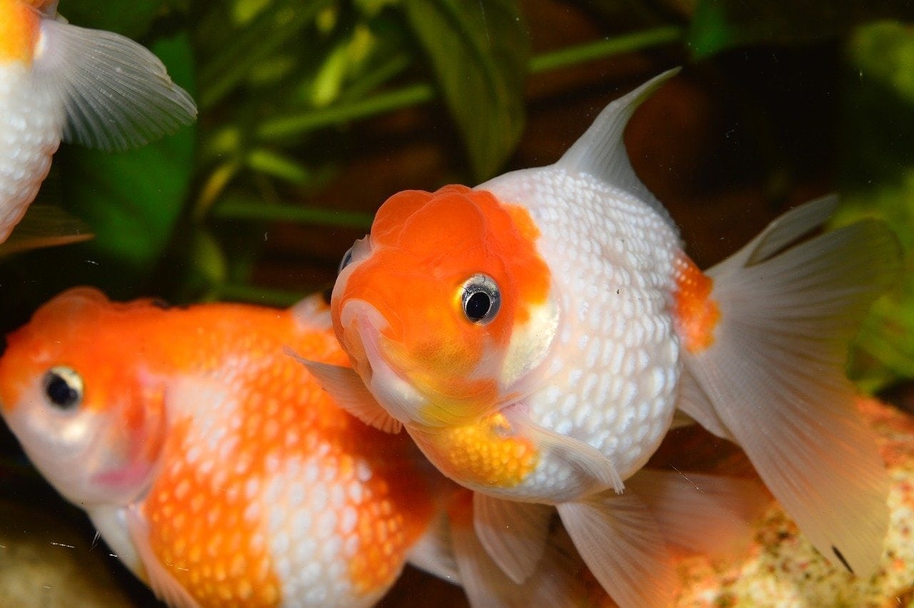 Pure Goldfish