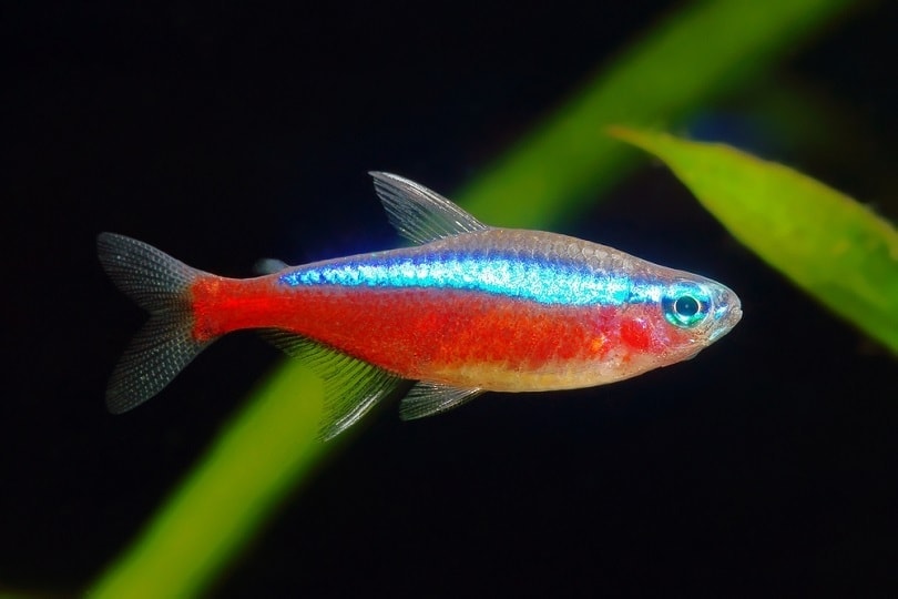 Red-Neon-tetra-fish
