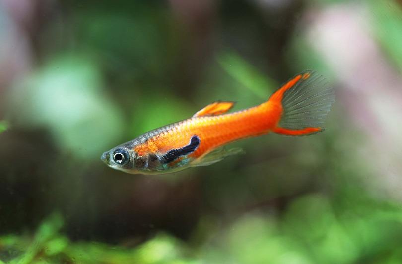 red scarlet guppy