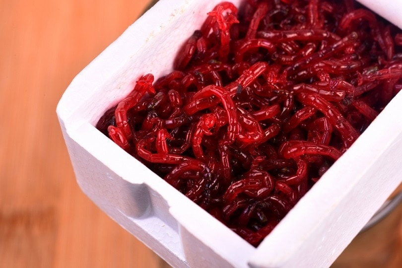 Red-bloodworm_AJSTUDIO-PHOTOGRAPHY_shutterstock