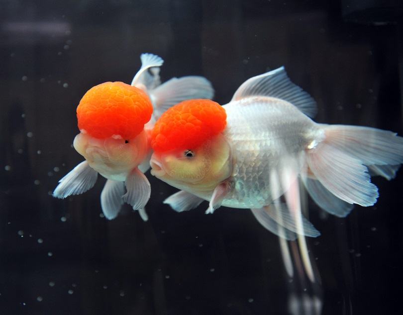 Red-cap-oranda-goldfish