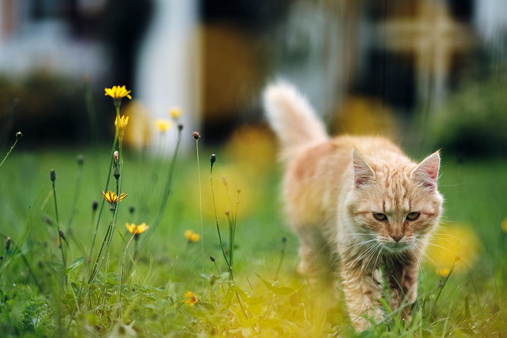 Red tabby cat walking from house to the garden