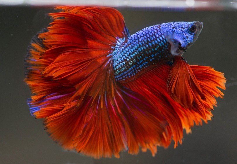 Rose-Tail-Betta-Cá