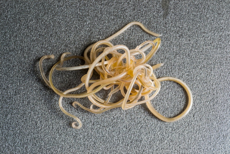 Roundworms oin the ground