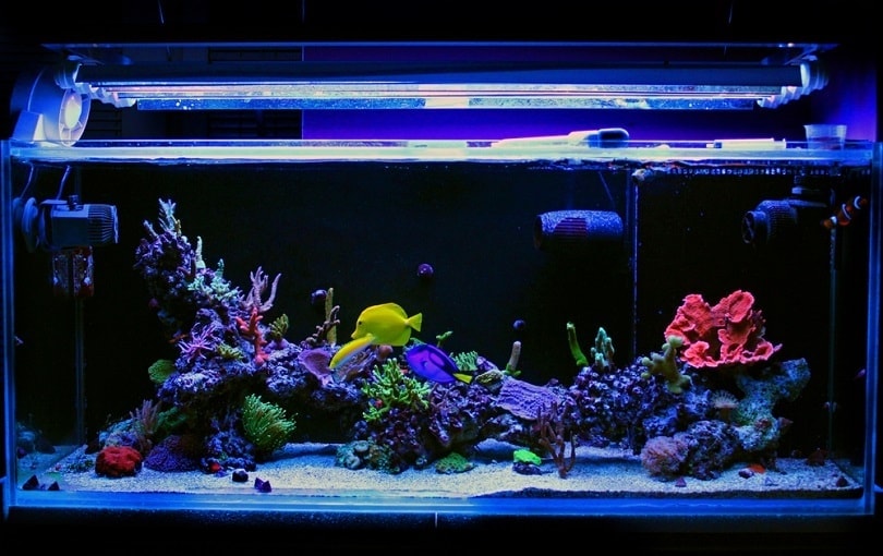 Saltwater coral reef aquarium