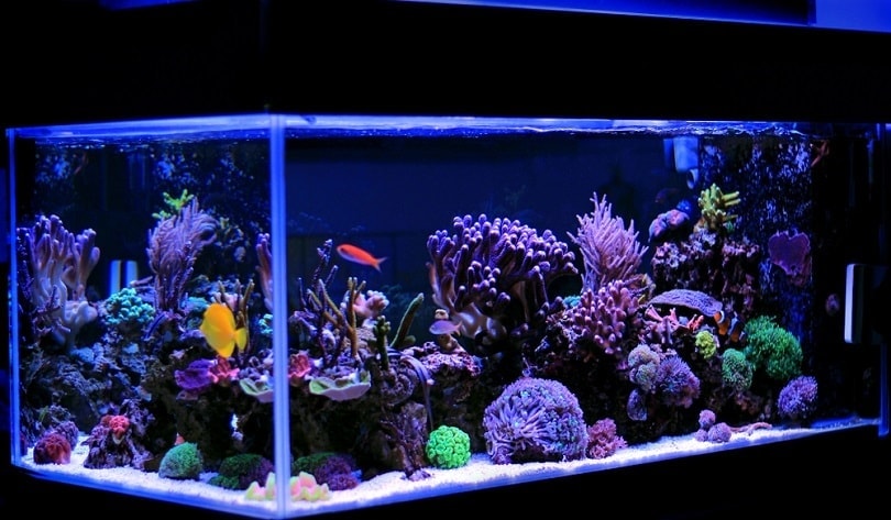 Saltwater-coral-reef-aquarium_Vojce_shutterstock