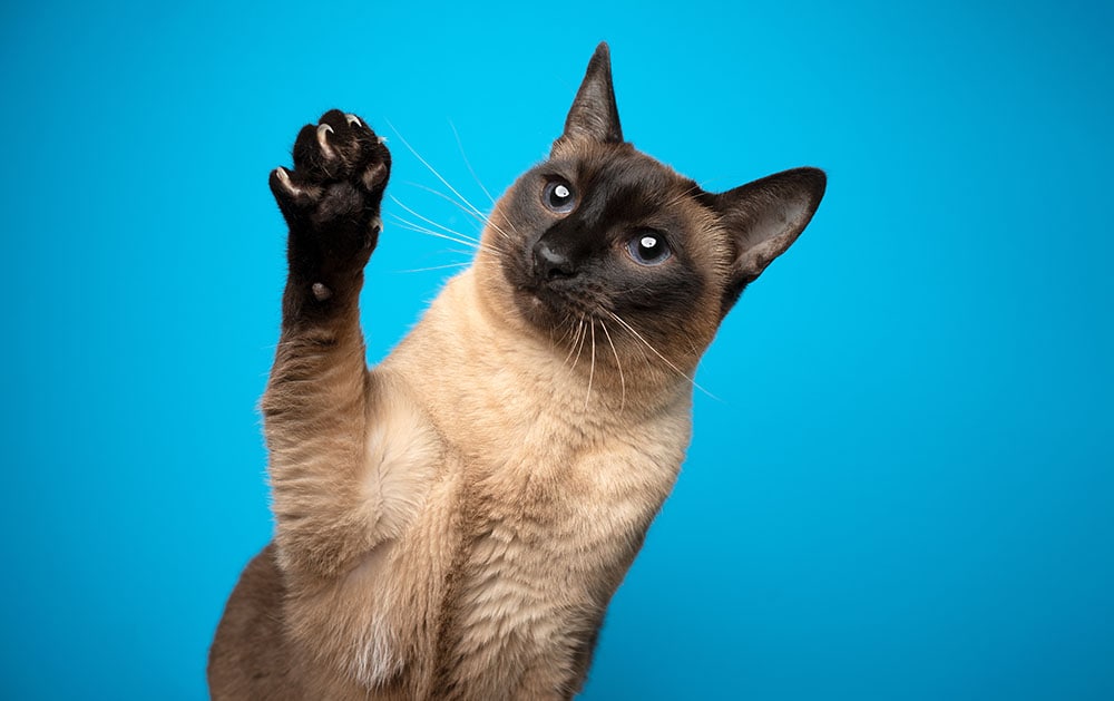 Seal point siamese cat playful raising paw showing claws