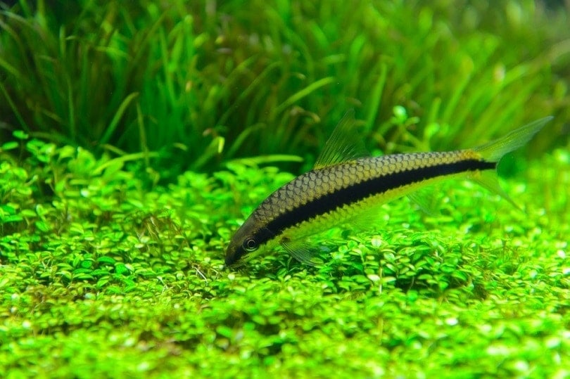10 Best Algae Eater Fish to Keep Your Tank Clean (With Pictures) | Hepper