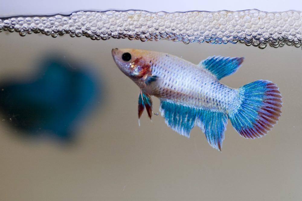 siamese female fighting fish guarding her newly laid eggs amongst the bubble nest.