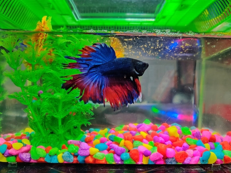 Sick Malay fighting betta