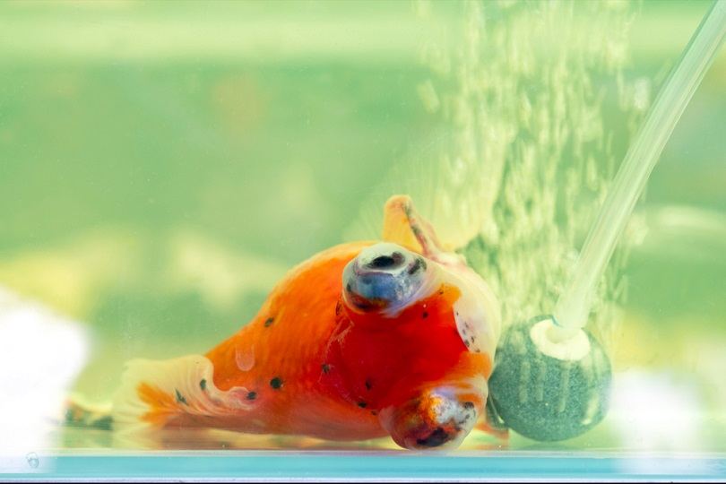 Sick goldfish lying