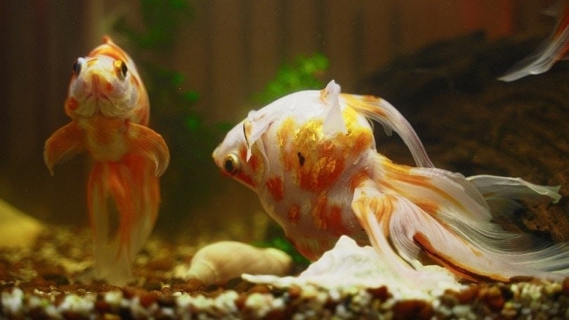 Sick-goldfish-swims-upside-down-in-aquarium_M-Production_shutterstock