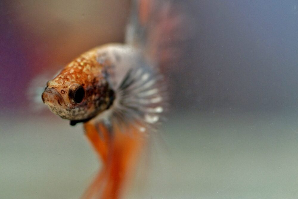 Silver and orange betta fish