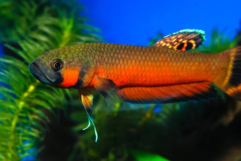 Spotfin Betta in aquarium