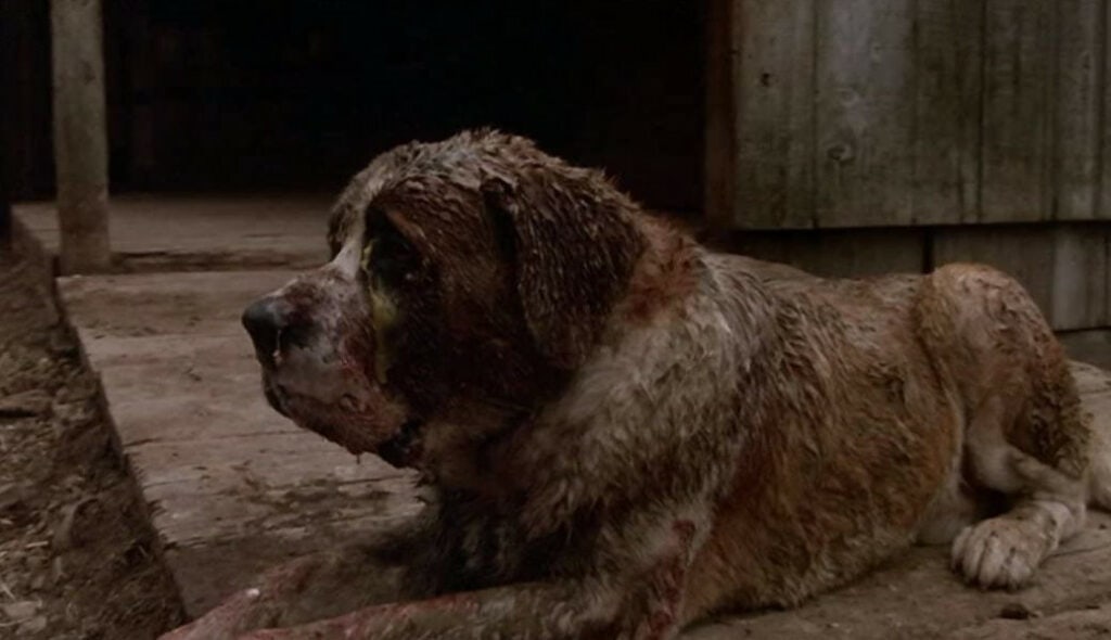 What Kind Of Dog Was Cujo