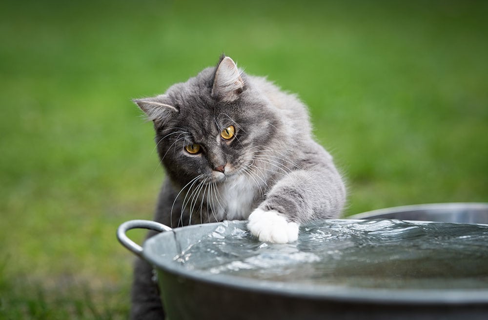 Tabby maine coon cat playing with water in a metal bowl