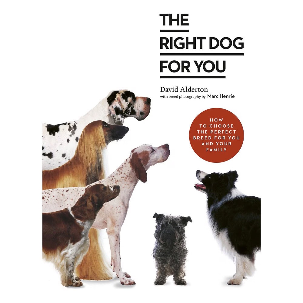 The Right Dog for You