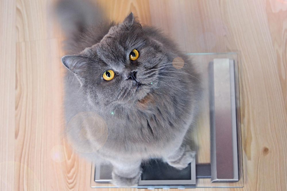 The gray big long-haired British cat sits on the scales and looks up